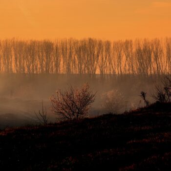 A recently burnt down forest from a wildfire, referring to the importance of crisis management